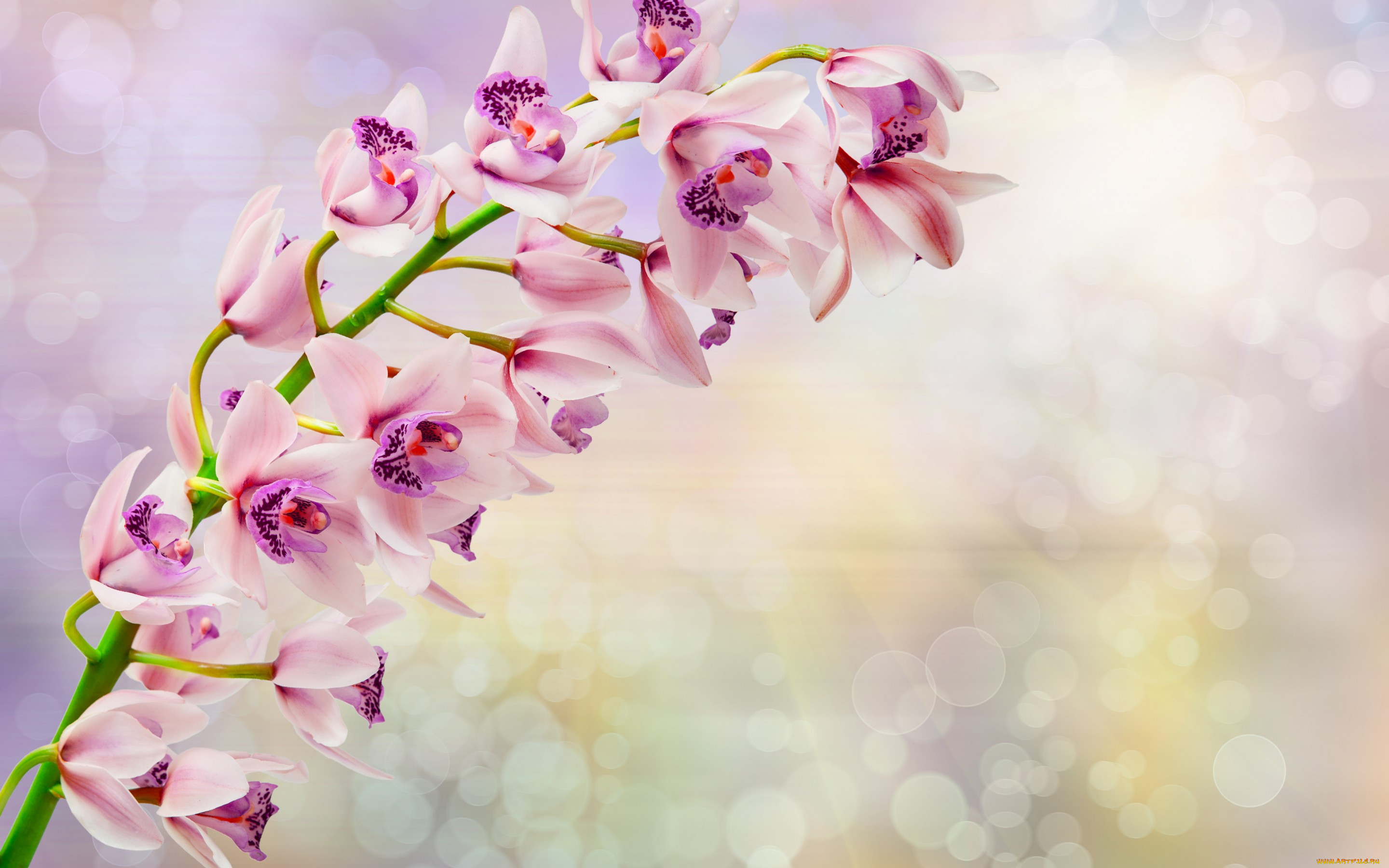 , , , , orchid, flowers